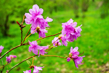 Fototapeta premium Pink flowers rhododendron or azalea in the botanical garden