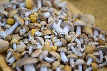 PRUGNOLI PRIMAVERILI FUNGHI DI PRATO