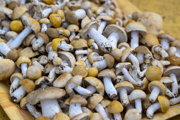 PRUGNOLI PRIMAVERILI FUNGHI DI PRATO