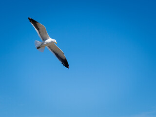 flying seagull with blue background