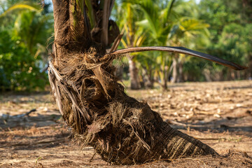 Beautiful straw hat on a palm tree branch. Straw hat and sunglasses. Beautiful nature.