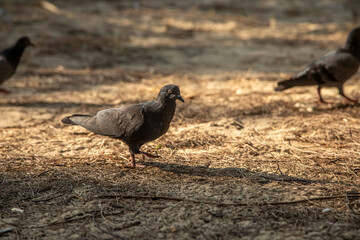 A large dove sits on the sand. Gray dove. Big and bold bird. Sunny day.
