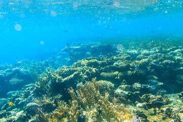 Different tropical fish at coral reef in the Red sea in Blue lagoon, Sinai peninsula in Egypt
