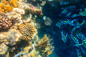 Fototapeta na wymiar Masked puffer (Arothron diadematus) and Indo-Pacific sergeants (Abudefduf vaigiensis) on coral reef in the Red sea in Ras Mohammed national park, Sinai peninsula in Egypt