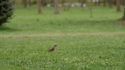 FieldFare bird searching for food on a grass field