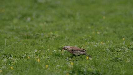 FieldFare bird searching for food on a grass field