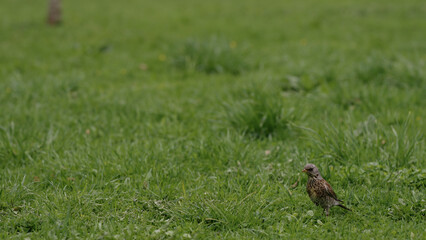 FieldFare bird searching for food on a grass field