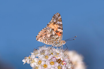 Vanessa cardui resting on Physocarpus opulifolius