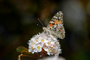 Vanessa cardui resting on Physocarpus opulifolius