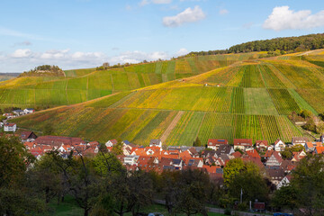 Vineyard with rows of grape vines in Germanys region Baden-Wuerttemberg