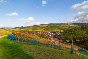 Vineyard with rows of grape vines in Germanys region Baden-Wuerttemberg
