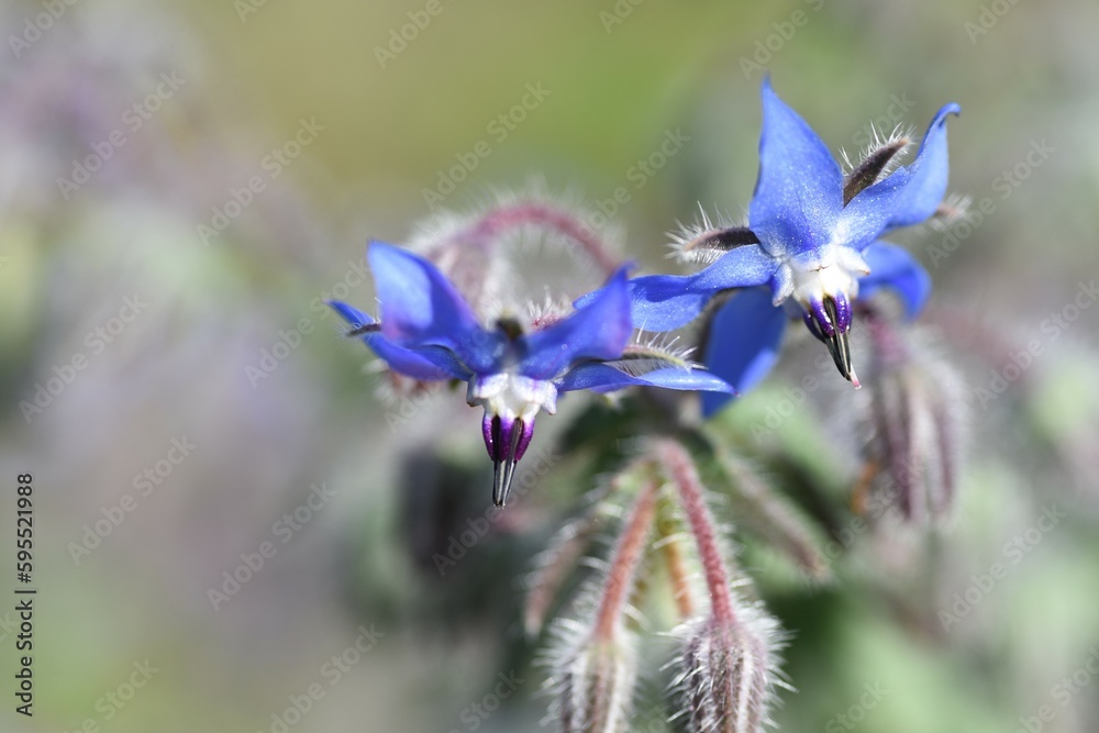 Sticker Borage ( Officinalis ) flowers. Boraginaceae Herb and edible and medicinal. The whole plant is covered with white hairs, and star-shaped Madonna blue flowers bloom from April to June.