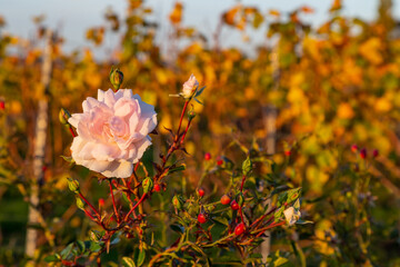 Vineyard with rows of grape vines in Germanys region Baden-Wuerttemberg