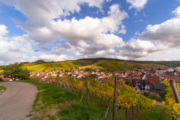 Vineyard with rows of grape vines in Germanys region Baden-Wuerttemberg
