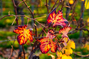 Vineyard with rows of grape vines in Germanys region Baden-Wuerttemberg
