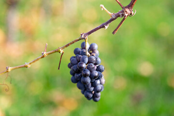 Vineyard with rows of grape vines in Germanys region Baden-Wuerttemberg
