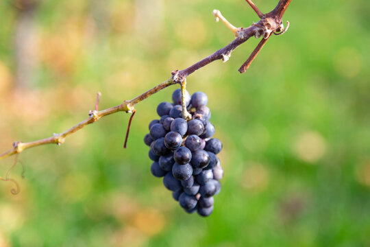 Vineyard with rows of grape vines in Germanys region Baden-Wuerttemberg