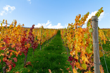 Vineyard with rows of grape vines in Germanys region Baden-Wuerttemberg