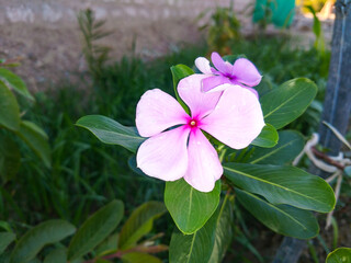 pink and white flowers periwinkle plants