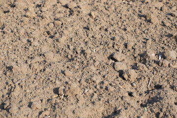 Agriculture, the soil, dirt after spring sowing. Poland