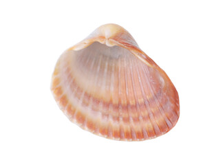  Brown seashell on white background