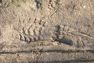 Shoe marks imprinted in the mud after the spring rains.
