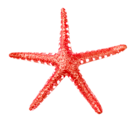 Bright red alive starfish. Beautiful isolated textured sea creature