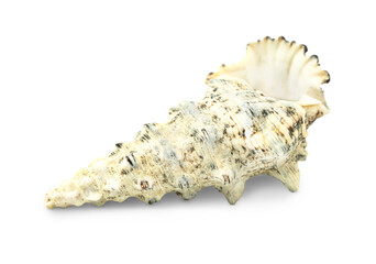 Isolated beige cone shaped sea shell