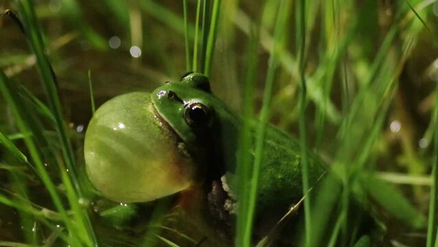Rufender Laubfrosch (Hyla arborea) im T&uuml;mpel