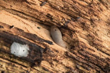 White land slug in rotten wooden log