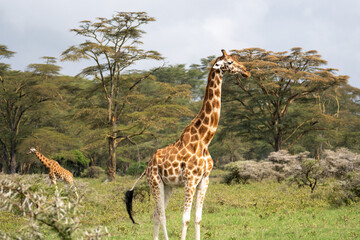Giraffe in the grass in Lake Nakuru National Park, Kenya, Africa.