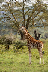 Giraffe in the grass in Lake Nakuru National Park, Kenya, Africa.