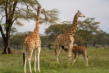 Giraffes in the grass in Lake Nakuru National Park, Kenya, Africa.