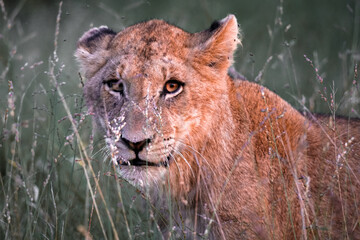 Fototapeta na wymiar Lion cub staring at the camera, Kruger national park, South Africa 