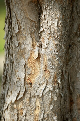 Fototapeta premium Wooden Bark in the garden , Close up Texture