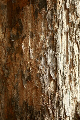 Wooden Bark in the garden , Close up Texture