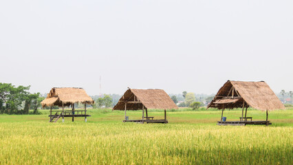 Fototapeta na wymiar landscape in the rice field.