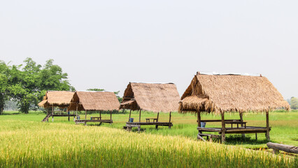Fototapeta na wymiar landscape in the rice field.