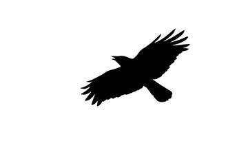 Black silhouette of raven flying with spread wings