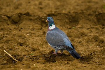 Pigeon looking for a food on brown arable