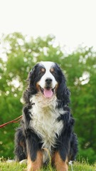 満濃池のほとりに座るバーニーズマウンテンドッグ2