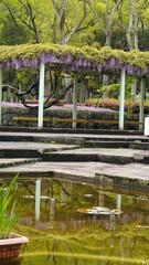 Fototapeta premium 番の洲公園の藤棚・ツツジ・タイム【香川県坂出市番の洲】6