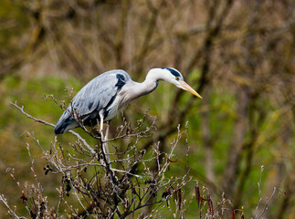 Gray heron (ardea cinerea) perching on branch