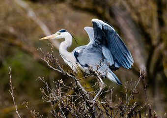 Gray heron (ardea cinerea) perching on branch