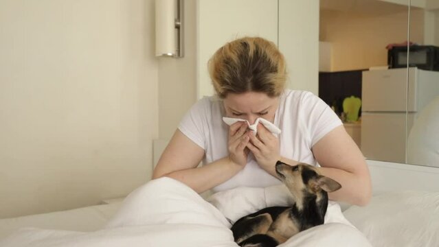 pet allergy, woman allergic sneeze, allergic rhinitis, sick at home in bed with dog, fur allergen