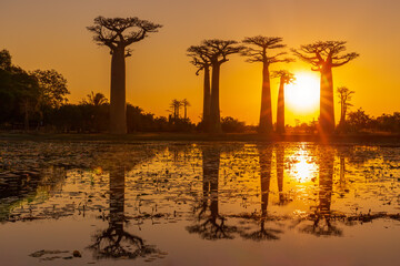 Beautiful Baobab trees at sunset at the avenue of the baobabs in Madagascar.