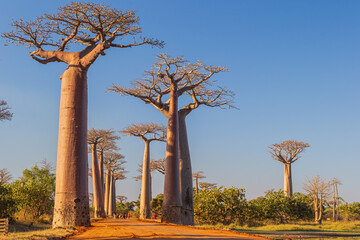 Fototapeta na wymiar The Avenue of the Baobabs near Morondava, Madagascar.