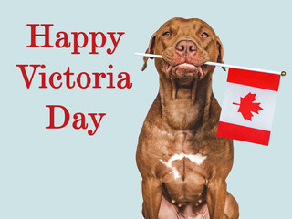 Happy Victoria Day. Charming, lovable brown puppy and Canadian flag. Closeup, indoors. Studio shot....