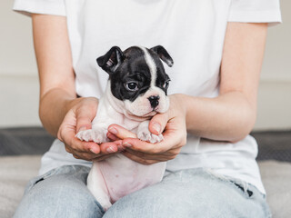 Lovable, pretty puppy and female hands. Clear, sunny day. Close-up, indoors. Studio photo. Day light. Concept of care, education, obedience training and raising pet