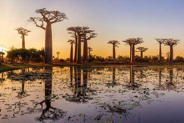 Beautiful Baobab trees at sunset at the avenue of the baobabs in Madagascar.